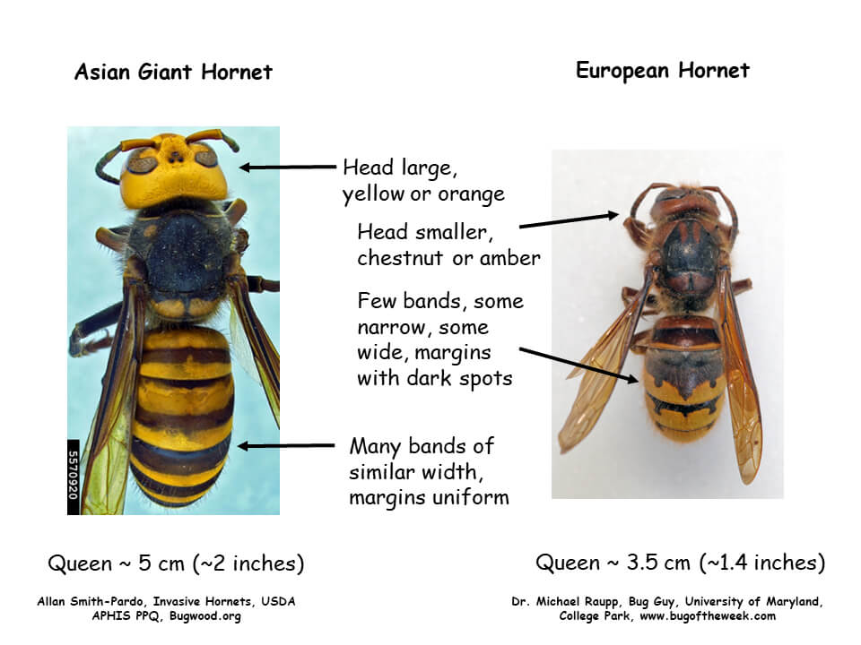 Two hornets, compared
