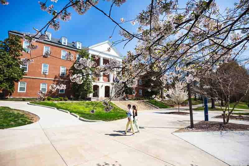 Students framed by a blossoming cherry tree stroll in front of Jimenez Hall.