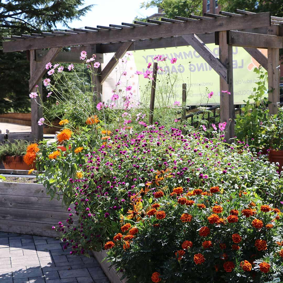 Flowers at the Community Learning Garden
