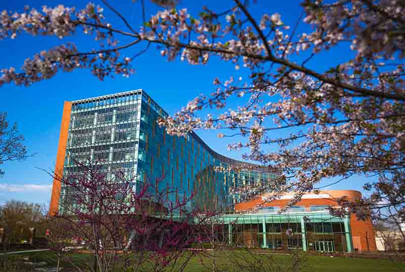Passersby on Baltimore Avenue viewed campus through a veil of purple and pink blossoms this month.