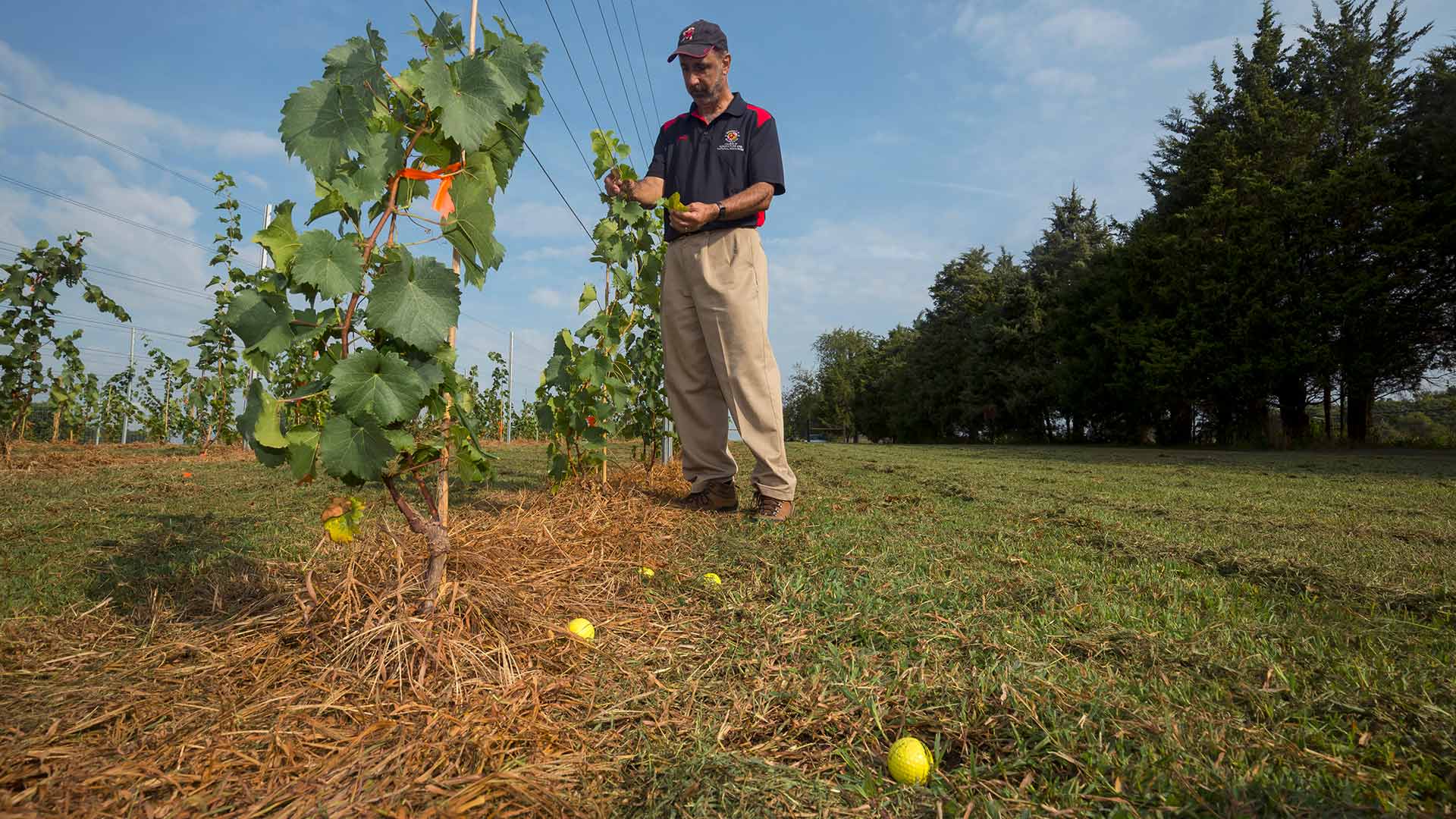 Surrounded by off-target golf balls, viticultural specialist Joe Fiola '86 of University of Maryland Extension examines grape vines planted at the Poolesville Golf Course in Montgomery County, Md. 