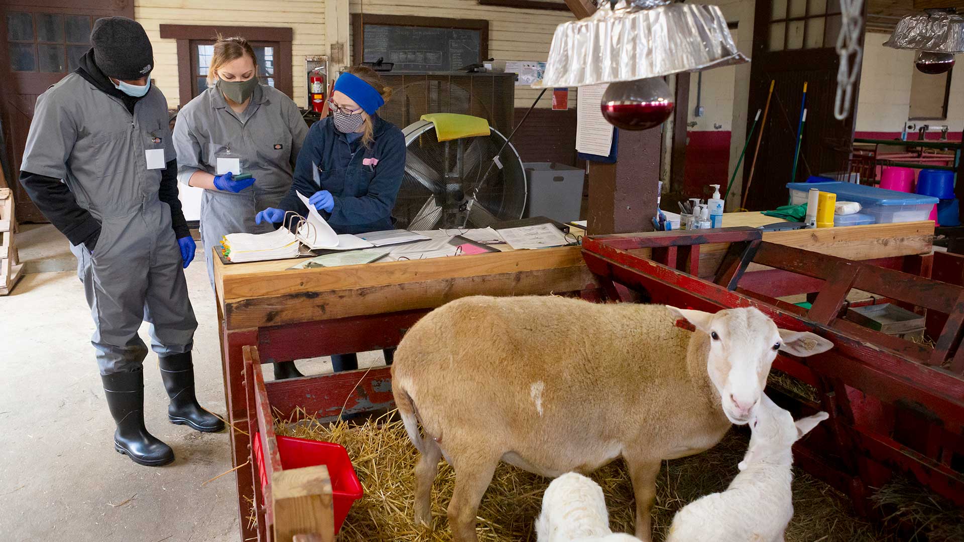Campus Farm Manager Crystal Caldwell shows students how to log info on their lambs/ewes