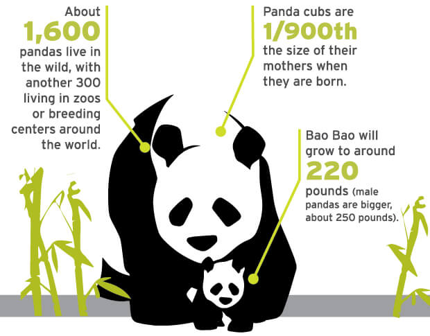 Panda Growth