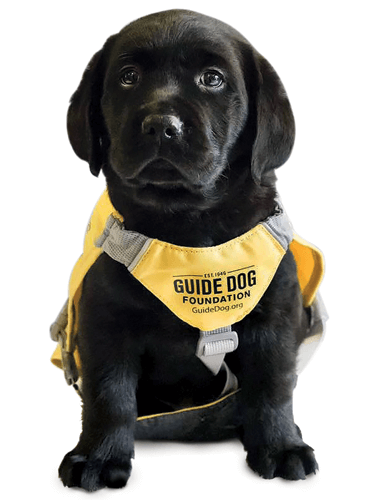 Black Lab puppy wearing a yellow guide dog vest